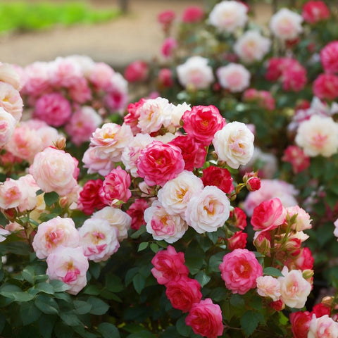 Carpet Creeping climbing roses over an arch displaying dramatic vertical greenery.