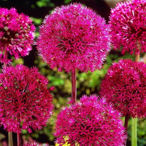Carpet Creeping closeup of giant allium blooms reveals intricate florets.