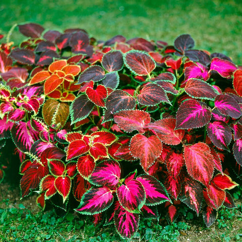 Carpet Creeping Rainbow coleus used for lush border planting.