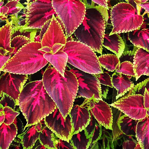 Container garden display of Carpet Creeping Coleus Rainbow in pots