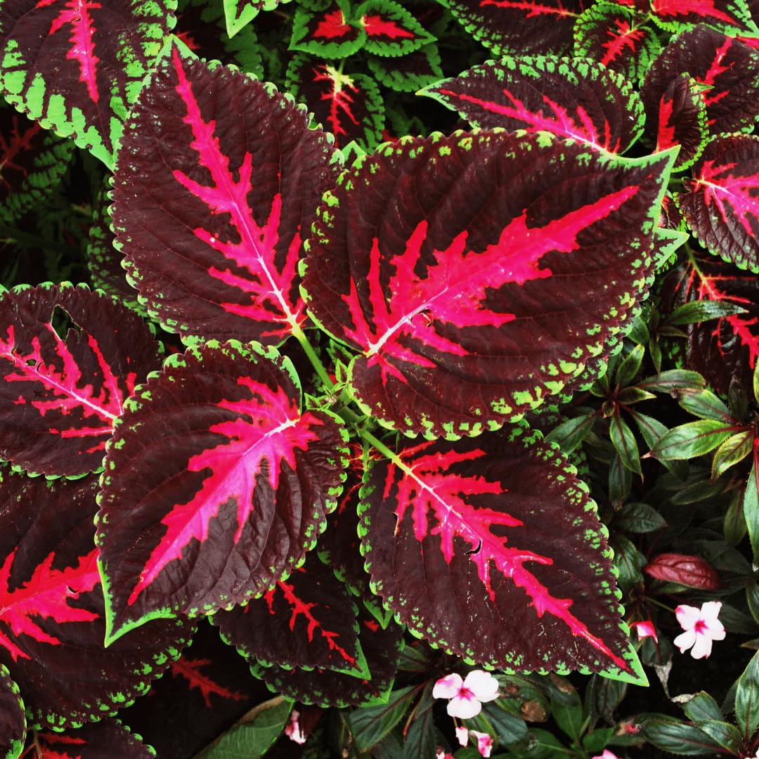 Carpet Creeping Rainbow coleus potted for indoor winter color.