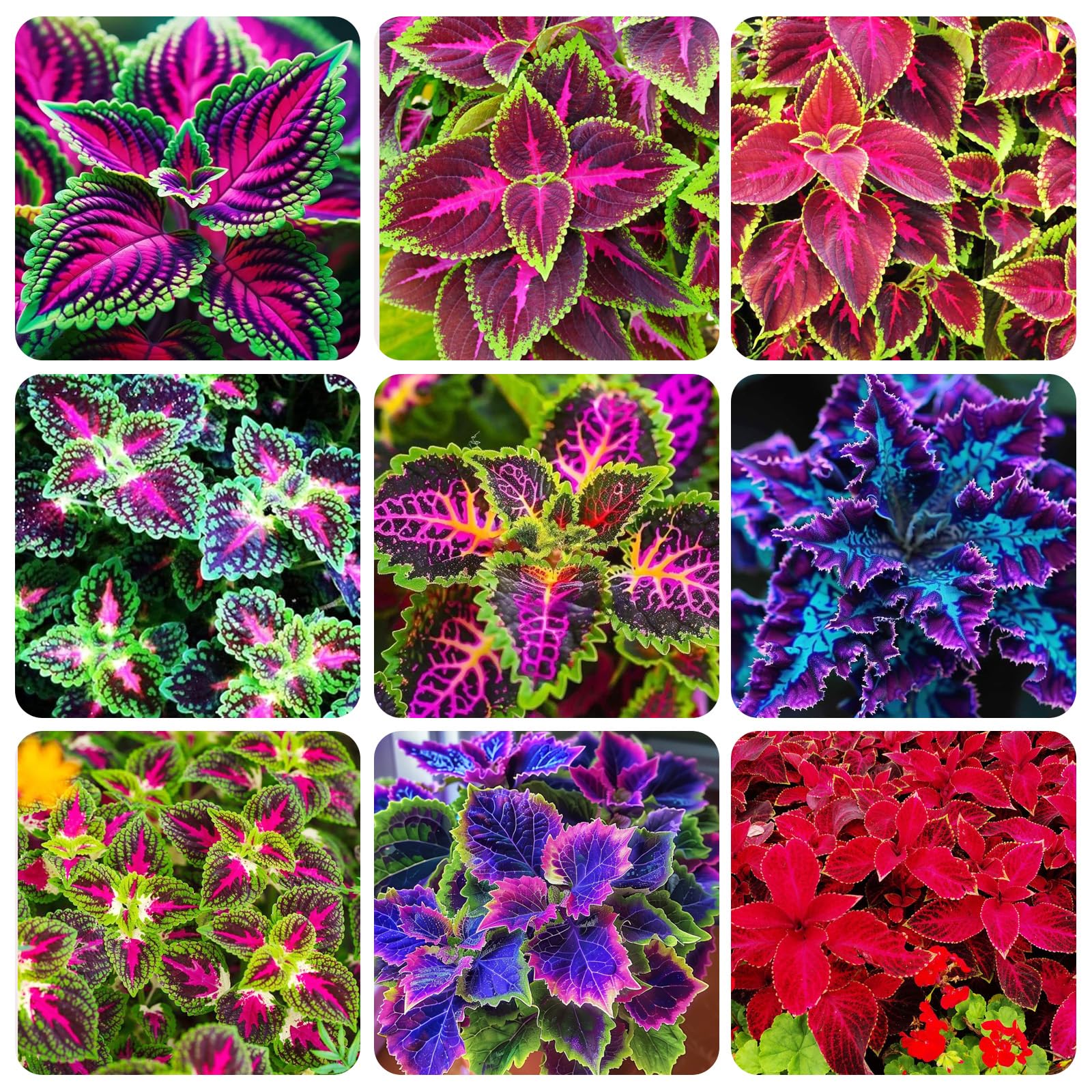 Carpet Creeping Rainbow leaf closeup shows multicolor leaf markings for striking displays