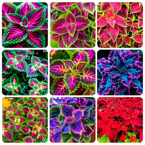 Carpet Creeping Rainbow leaf closeup shows multicolor leaf markings for striking displays