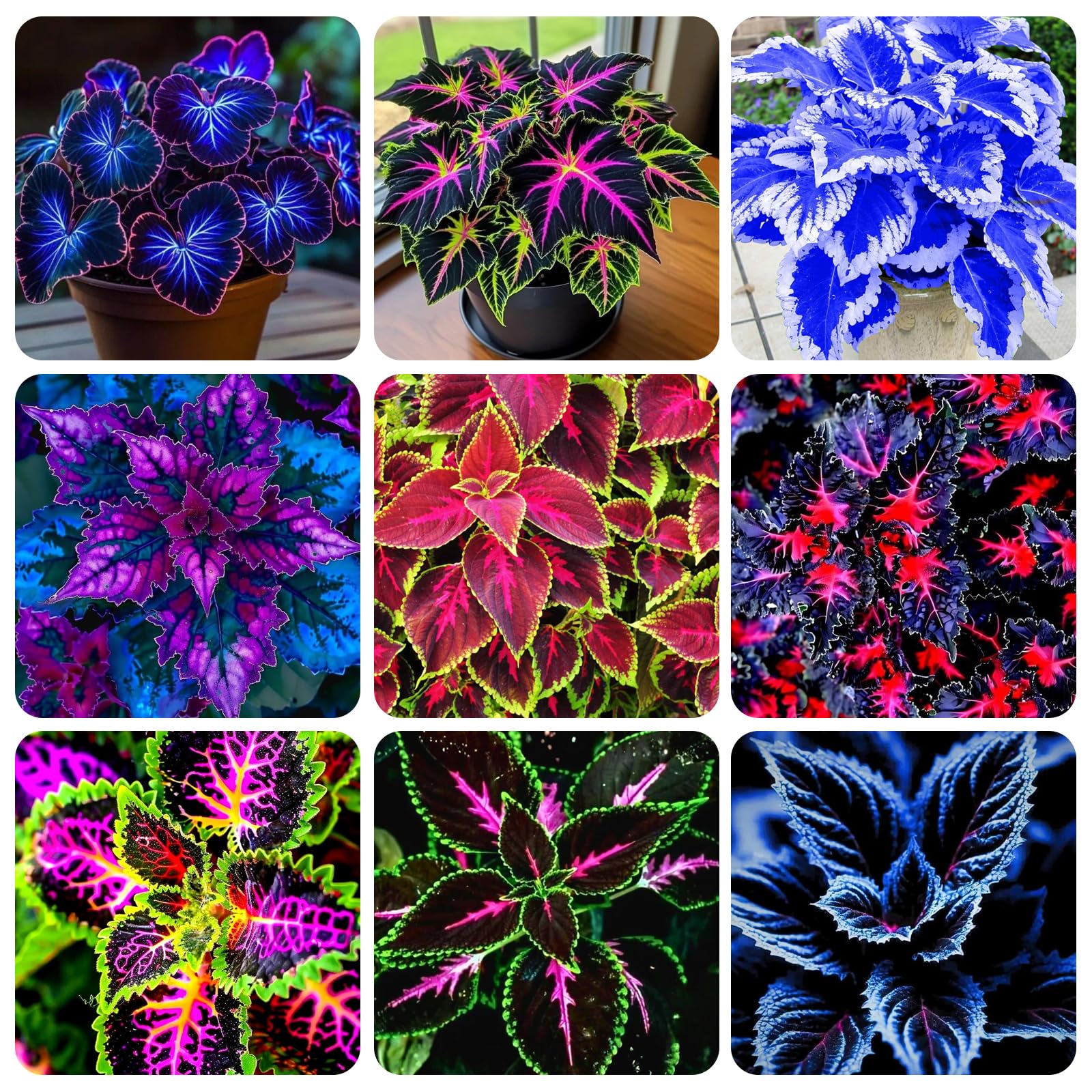Carpet Creeping Rainbow coleus leaves showcase vibrant border color.