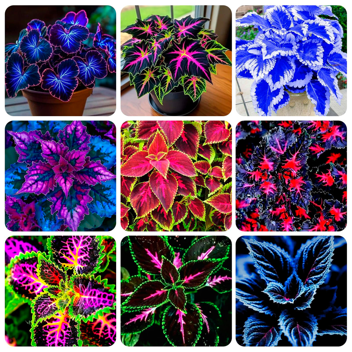 Carpet Creeping Rainbow coleus leaves showcase vibrant border color.