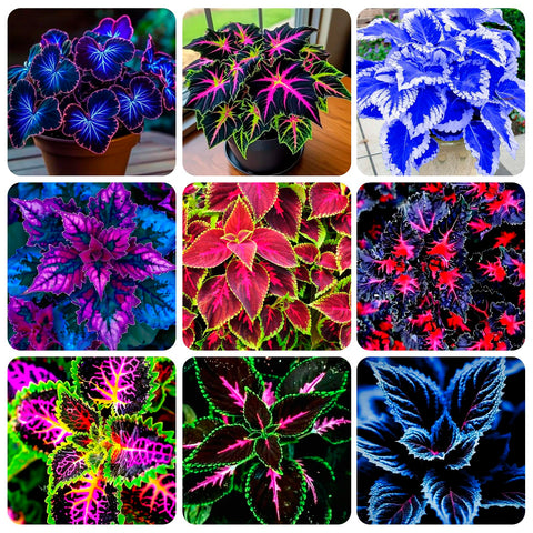Carpet Creeping Rainbow coleus leaves showcase vibrant border color.