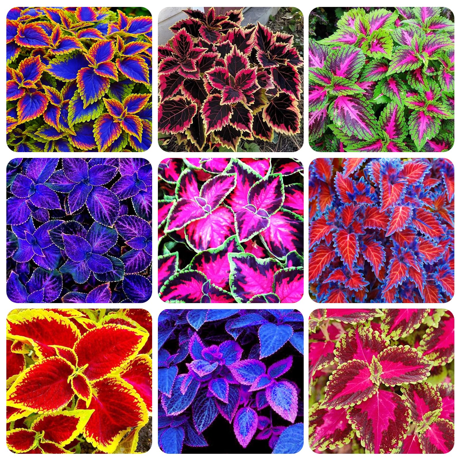 Carpet Creeping Coleus Rainbow Seeds Pack: vibrant foliage for bright garden borders