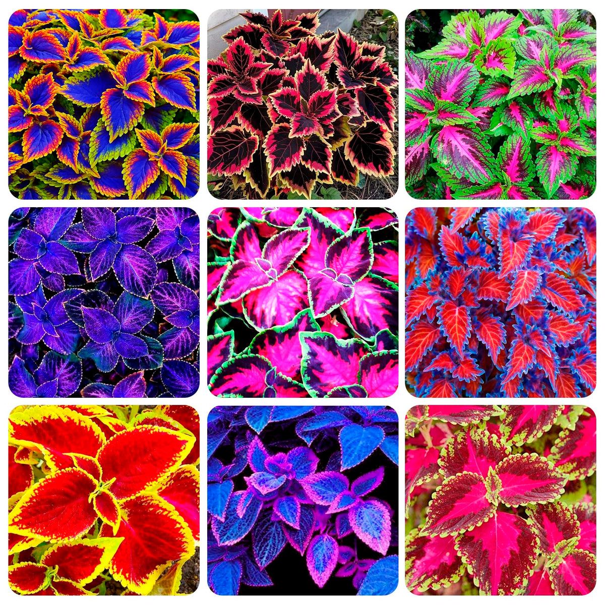 Carpet Creeping Coleus Rainbow Seeds Pack: vibrant foliage for bright garden borders