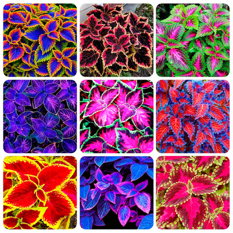 Carpet Creeping Coleus Rainbow Seeds Pack: vibrant foliage for bright garden borders