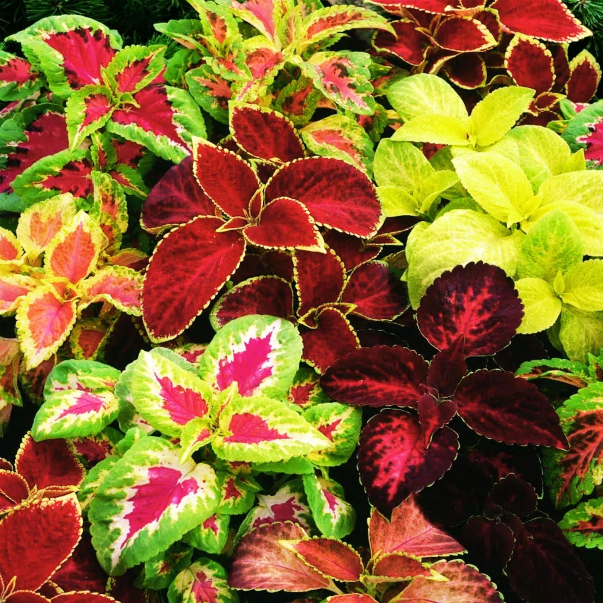 Colorful border planting using Carpet Creeping Coleus Rainbow