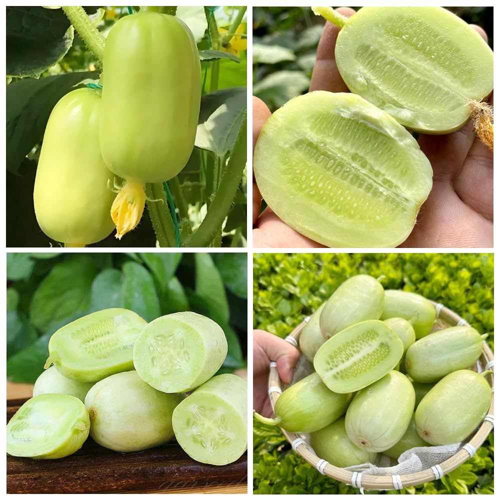 Carpet Creeping compact bush cucumber plant growing neatly in a container