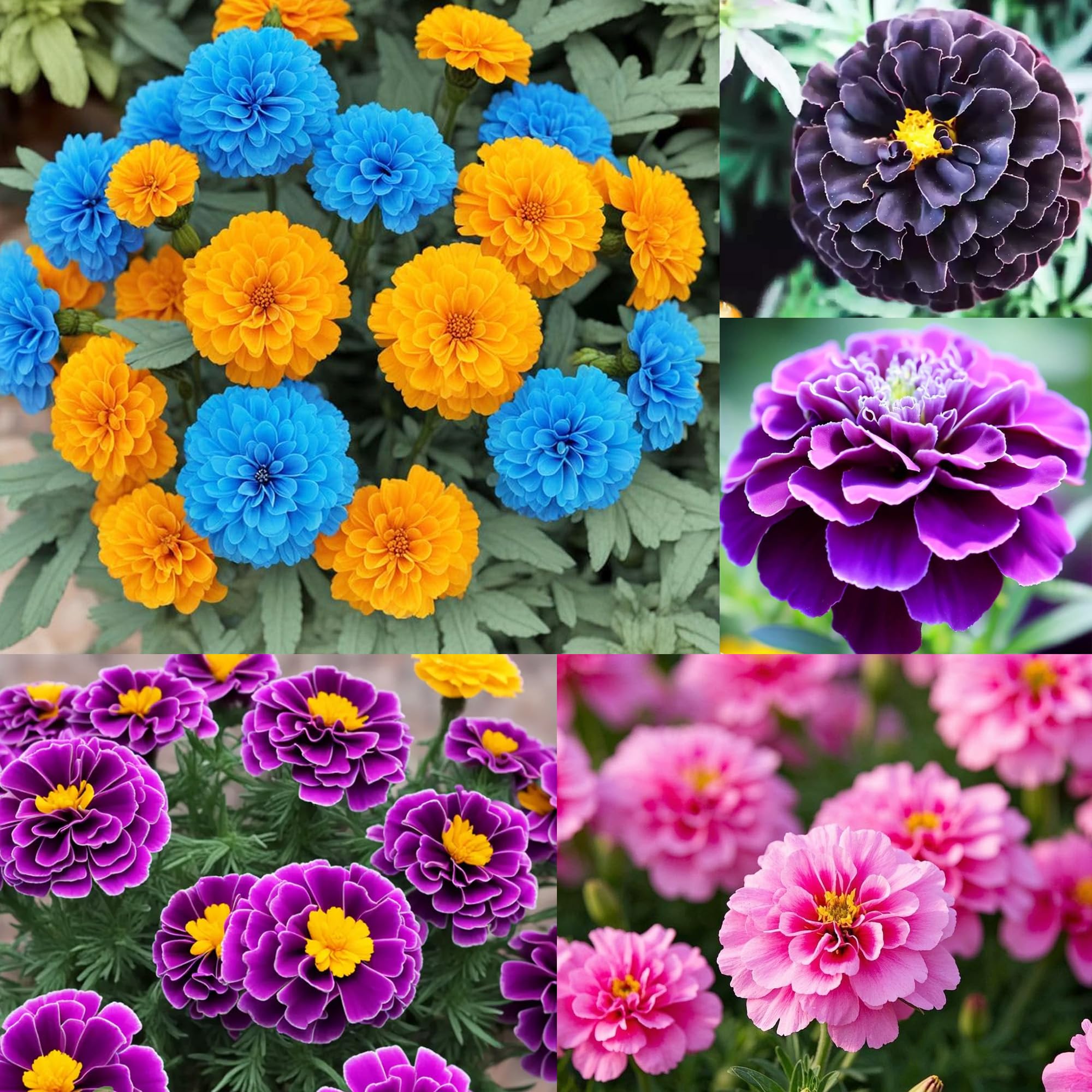 Carpet Creeping compact bush marigolds creating dense, colorful garden clusters.