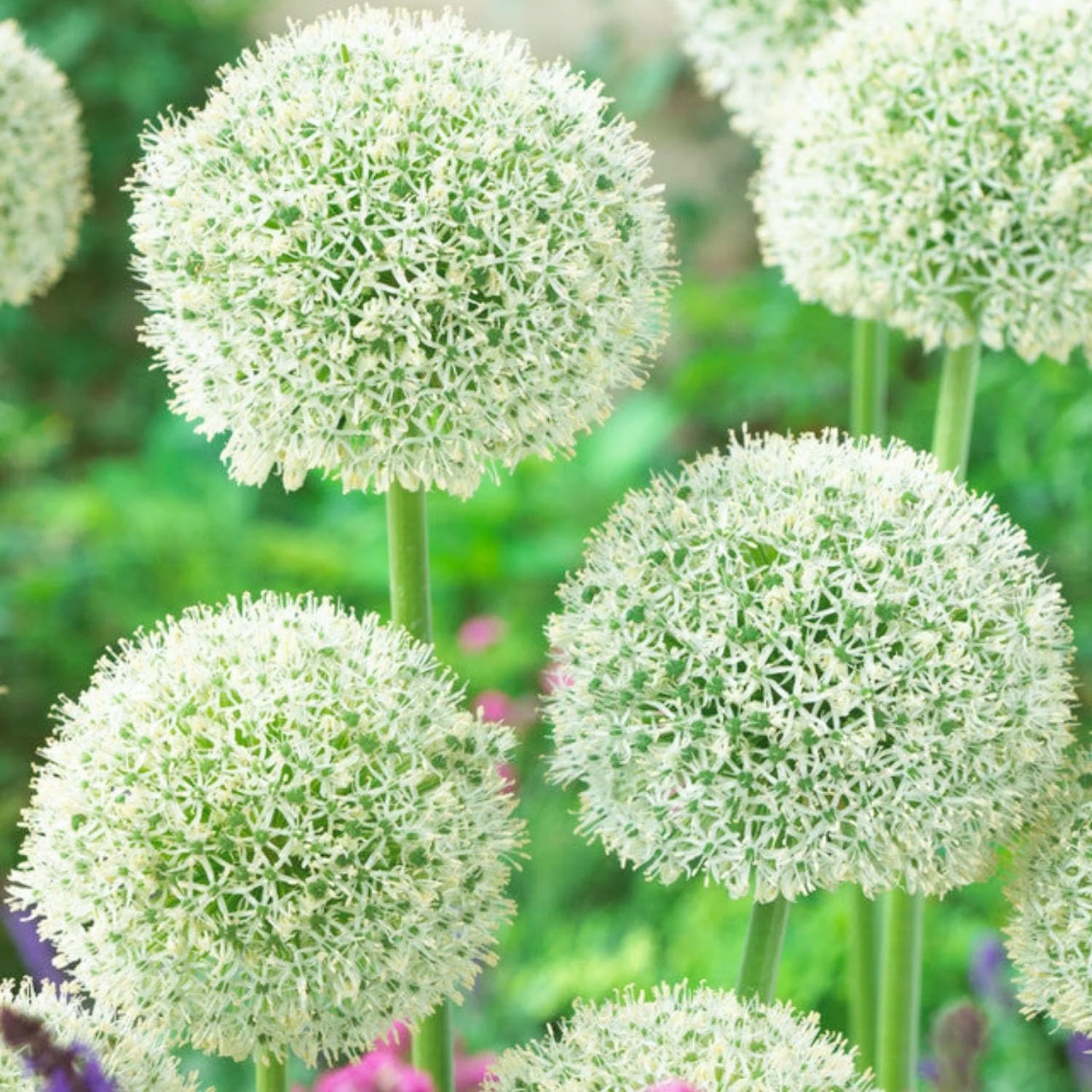 Carpet Creeping container planting showcasing allium giganteum in pots.