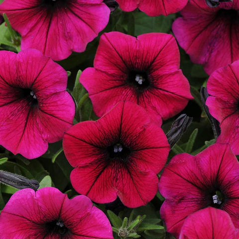 Carpet Creeping Midnight Gold thrives in containers and hanging baskets.