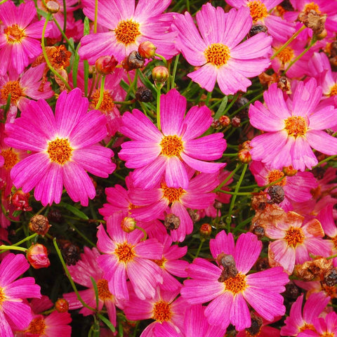 Carpet Creeping Coreopsis cut flower display adds sunny color