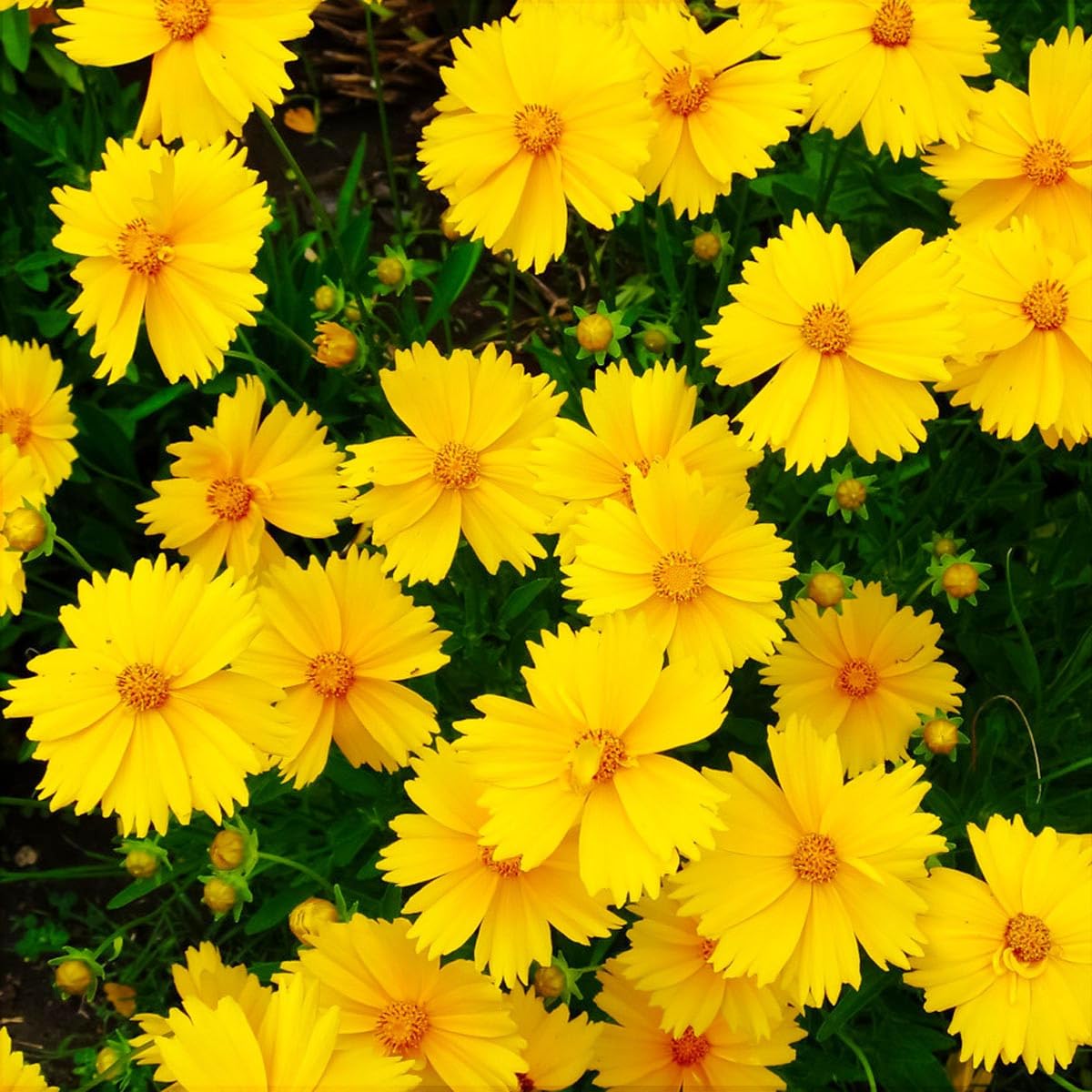 Carpet Creeping Coreopsis thrives in full sun, tolerating moist or dry soils
