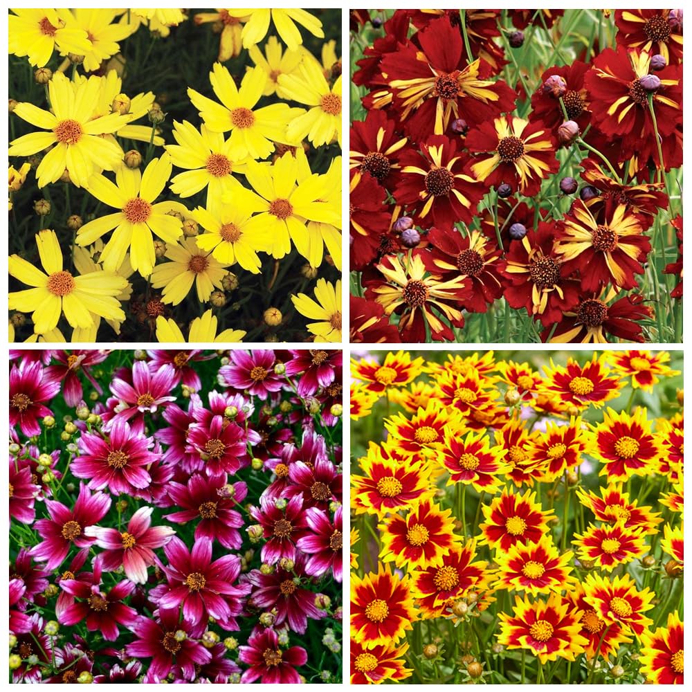 Carpet Creeping Coreopsis lance-leaf bloom for vibrant, long-lasting bouquets