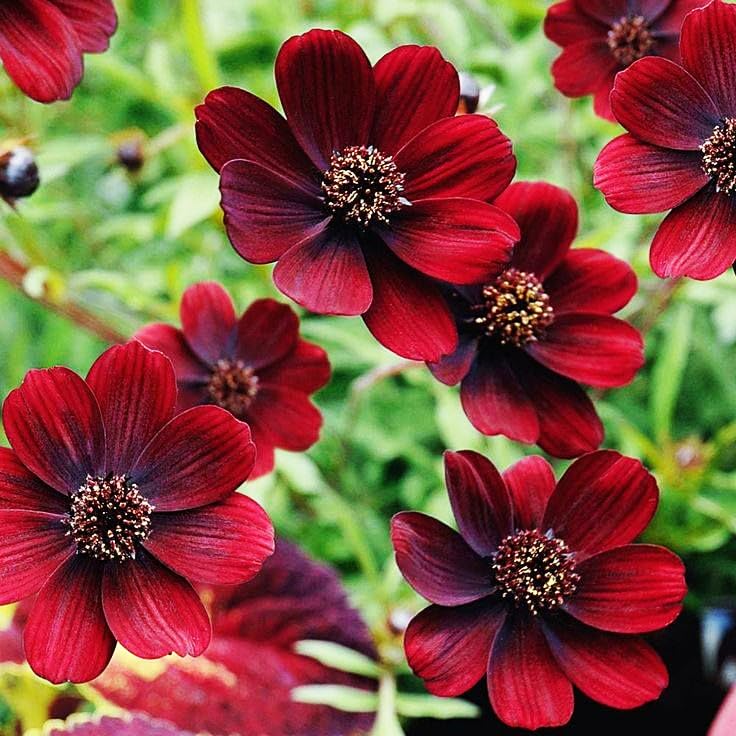Carpet Creeping Cosmos Atrosanguineus bloom close-up with velvety deep maroon petals