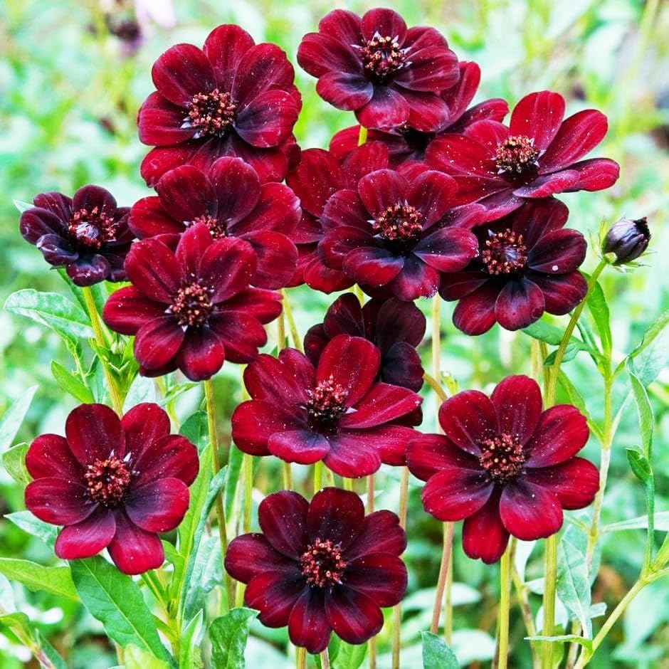 Carpet Creeping Cosmos Atrosanguineus seeds close-up for easy planting in borders