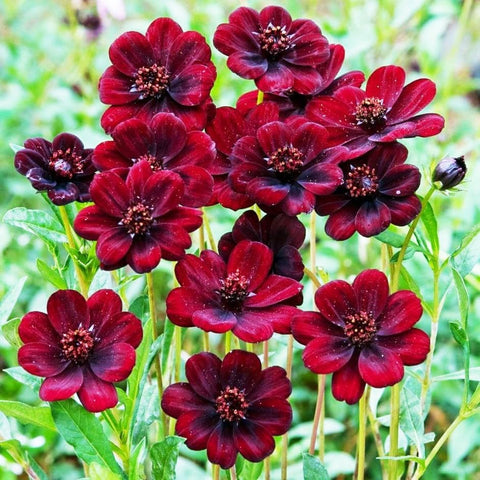 Carpet Creeping Cosmos Atrosanguineus seeds close-up for easy planting in borders
