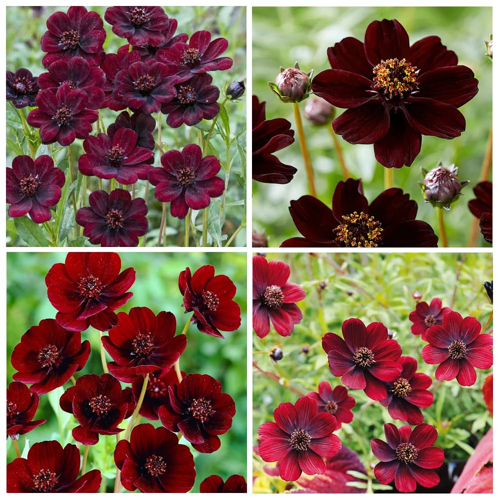 Carpet Creeping Cosmos Atrosanguineus seeds in packaging ready for outdoor planting