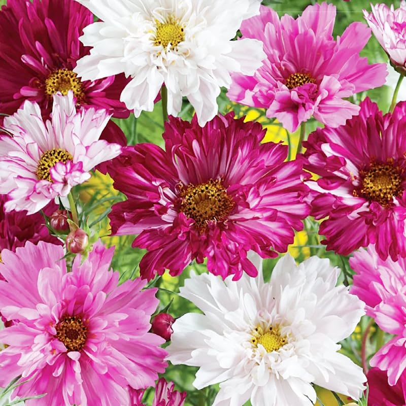 Carpet Creeping Cosmos long bloom season for ongoing color.