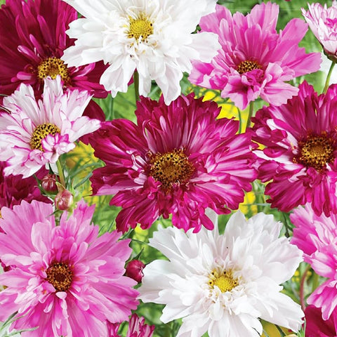 Carpet Creeping Cosmos long bloom season for ongoing color.