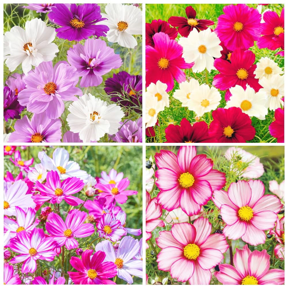 Carpet Creeping Cosmos pink white crimson blooms along sunny borders.
