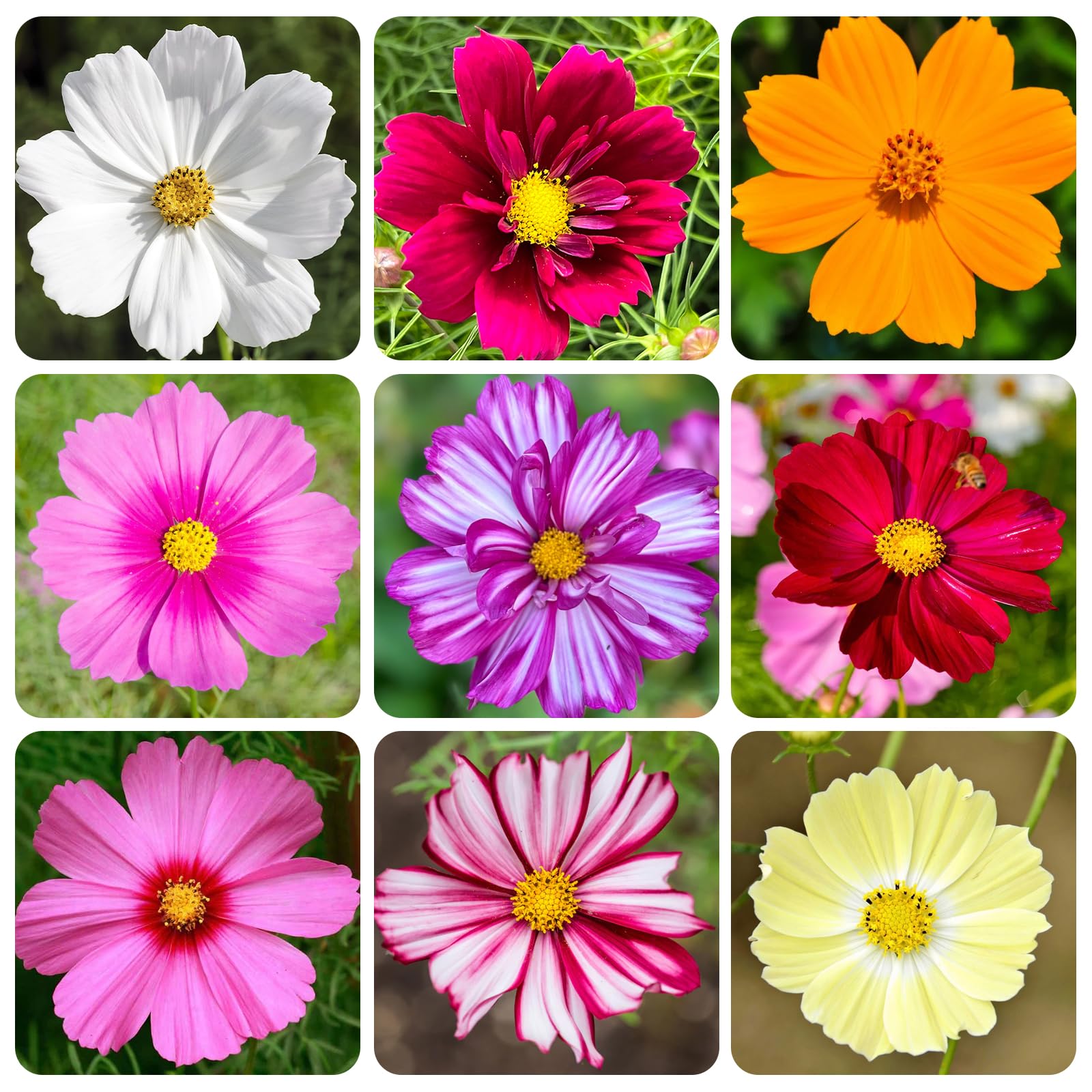 Carpet Creeping Cosmos mixed seeds pack for a vibrant border display.