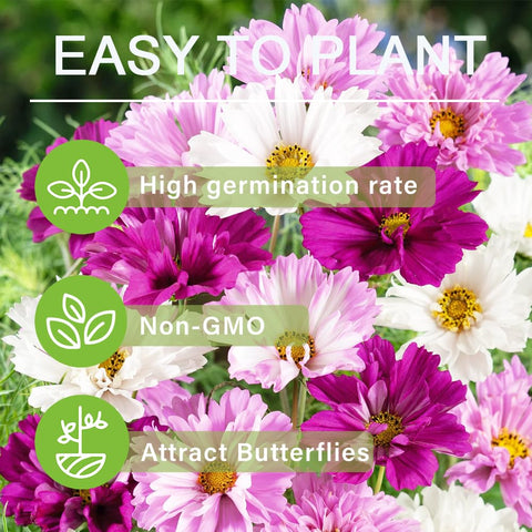 Carpet Creeping Cosmos long lasting cut flowers for arrangements.