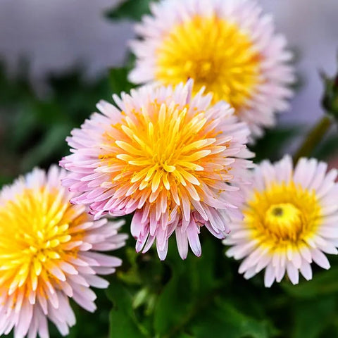 Carpet Creeping dandelion garden planting demonstrates easy sowing in a wildflower bed.