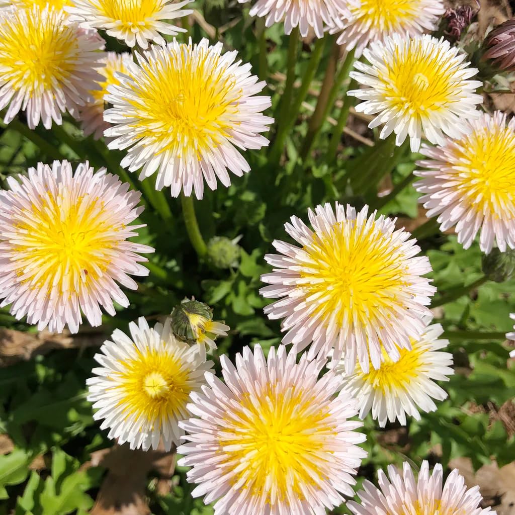 Carpet Creeping dandelion leaves harvest showcases nutritious greens from home gardens.