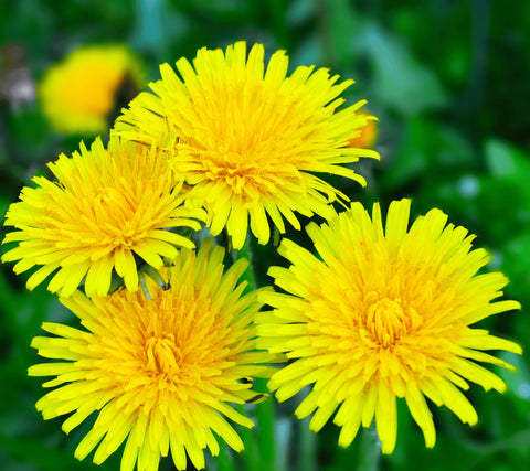 Carpet Creeping dandelion seeds close-up showing germination-ready seeds for quick planting.