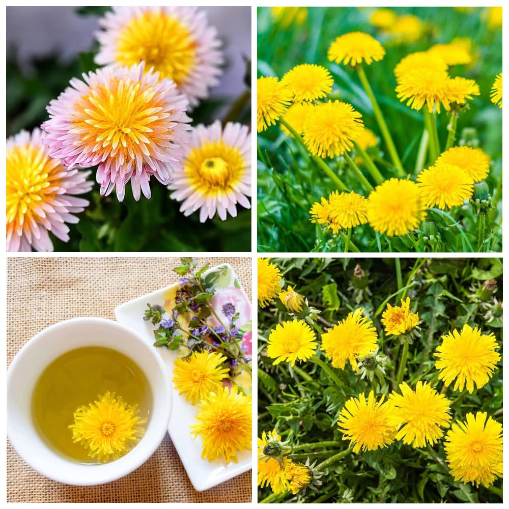 Carpet Creeping dandelion seeds packaged for easy home planting and garden starts.
