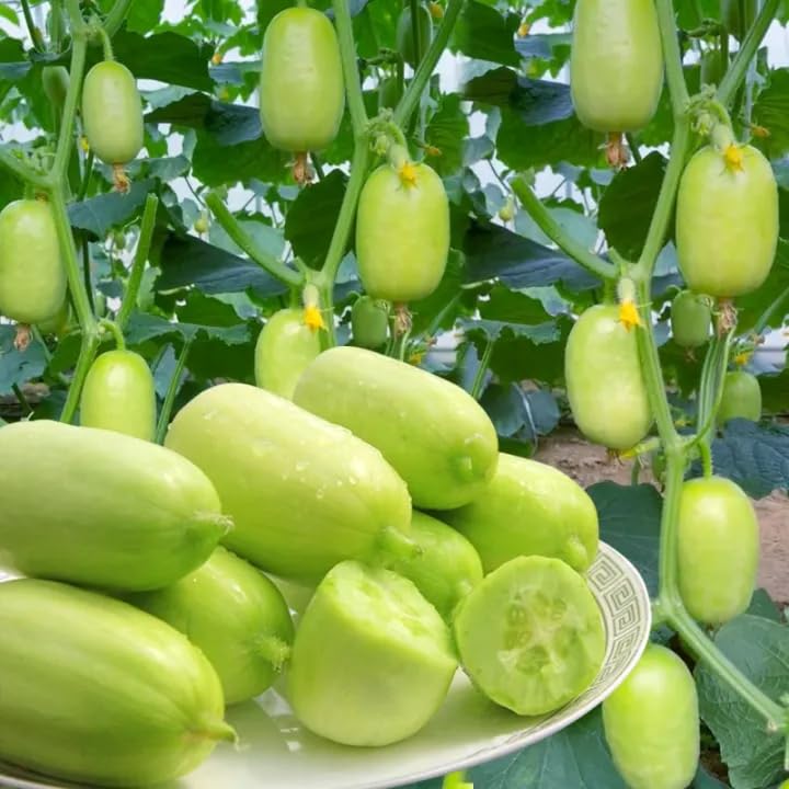 Carpet Creeping disease-resistant cucumber plant displaying robust health