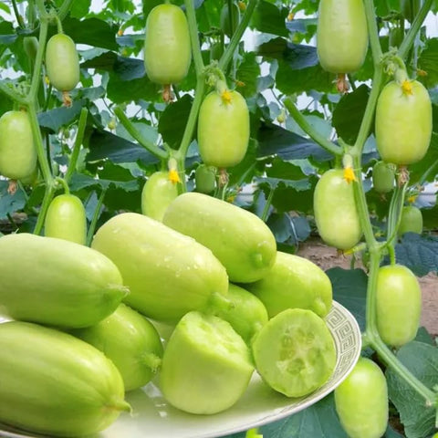 Carpet Creeping disease-resistant cucumber plant displaying robust health