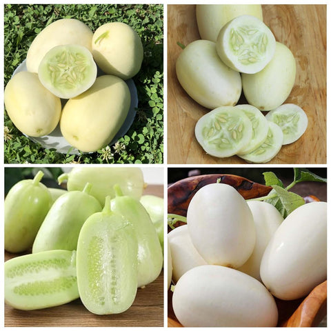 Carpet Creeping Dragon's Egg cucumber seeds yield egg-shaped fruits ideal for indoor home gardens.