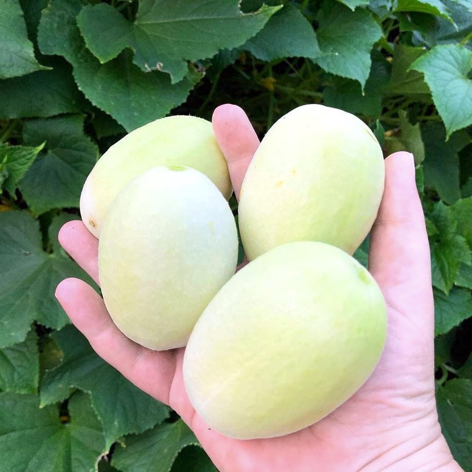Carpet Creeping Dragon's Egg cucumber seeds thrive in varied conditions for home growers.