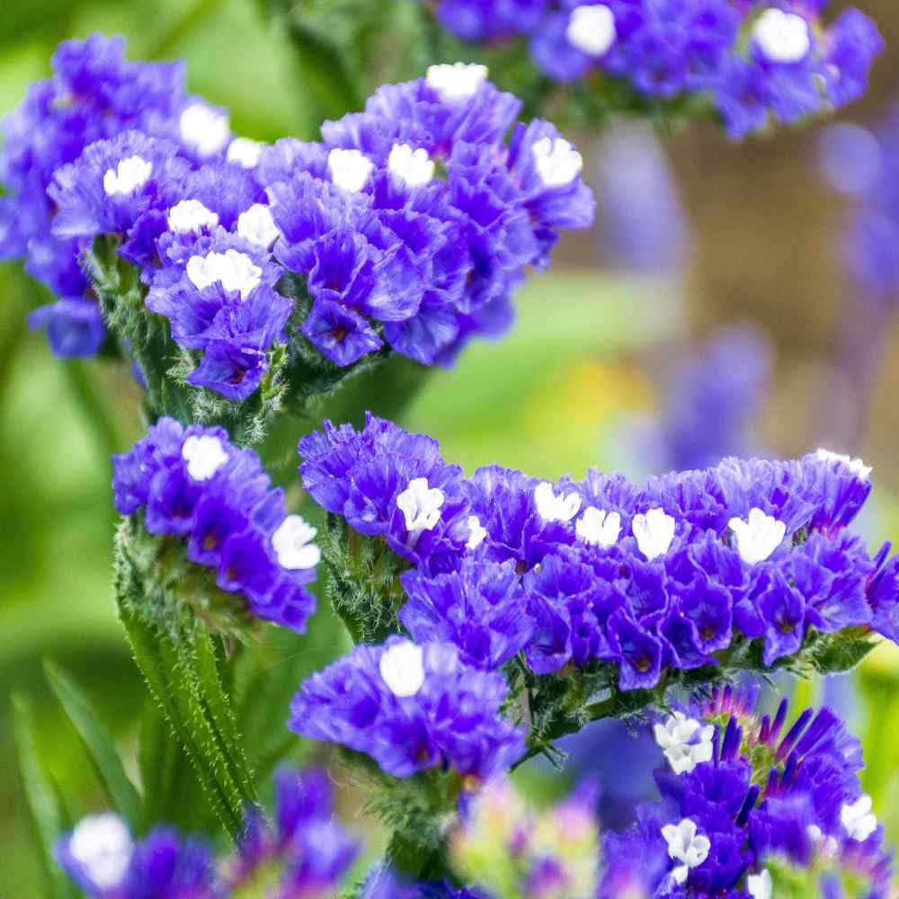 Carpet Creeping Flowers hold color well when cut for dried decor