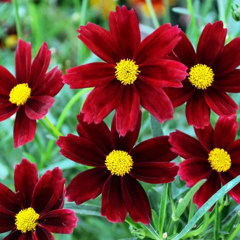 Carpet Creeping drought-tolerant coreopsis thriving in an established bed.