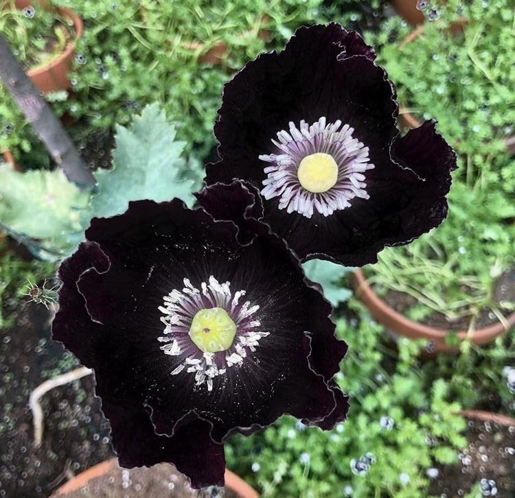 Carpet Creeping drought-tolerant poppy seeds thrive with minimal irrigation.