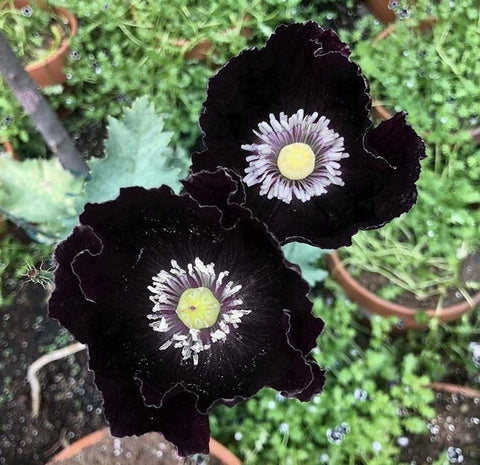 Carpet Creeping drought-tolerant poppy seeds thrive with minimal irrigation.