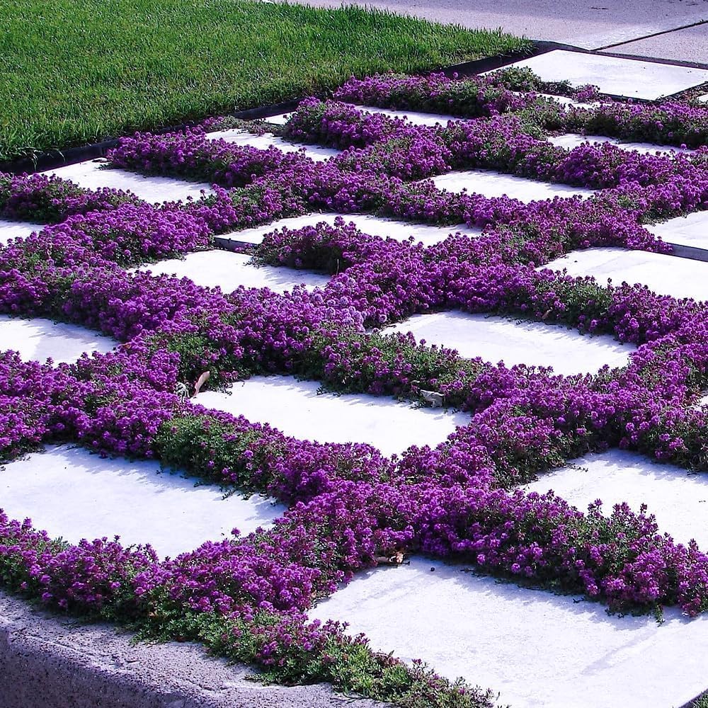 Carpet Creeping thrives in dry soils, ideal for drought-tolerant landscapes.