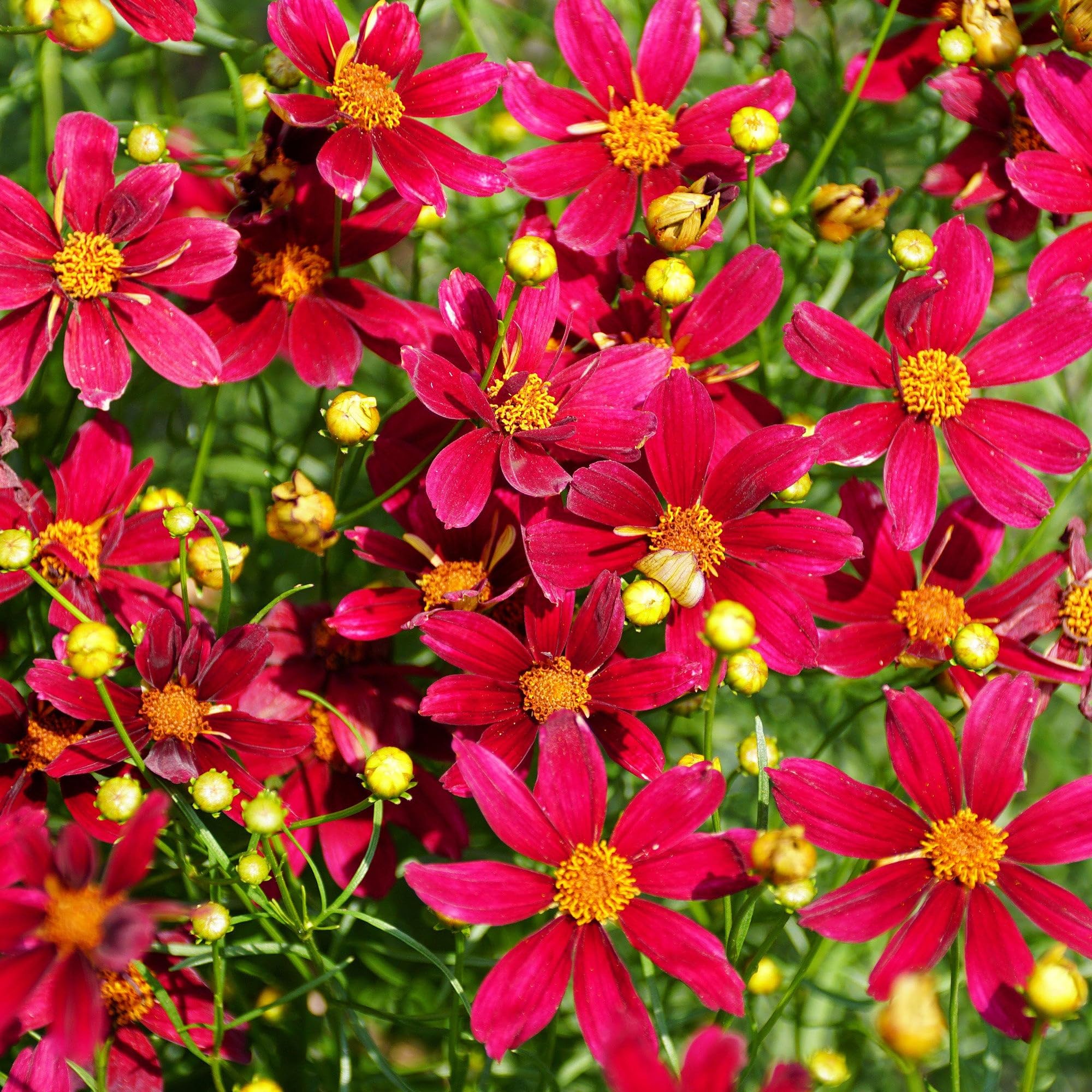 Carpet Creeping dwarf coreopsis planted along a garden border.