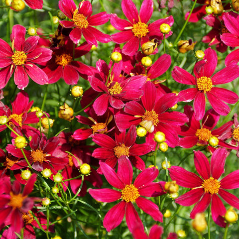 Carpet Creeping dwarf coreopsis planted along a garden border.
