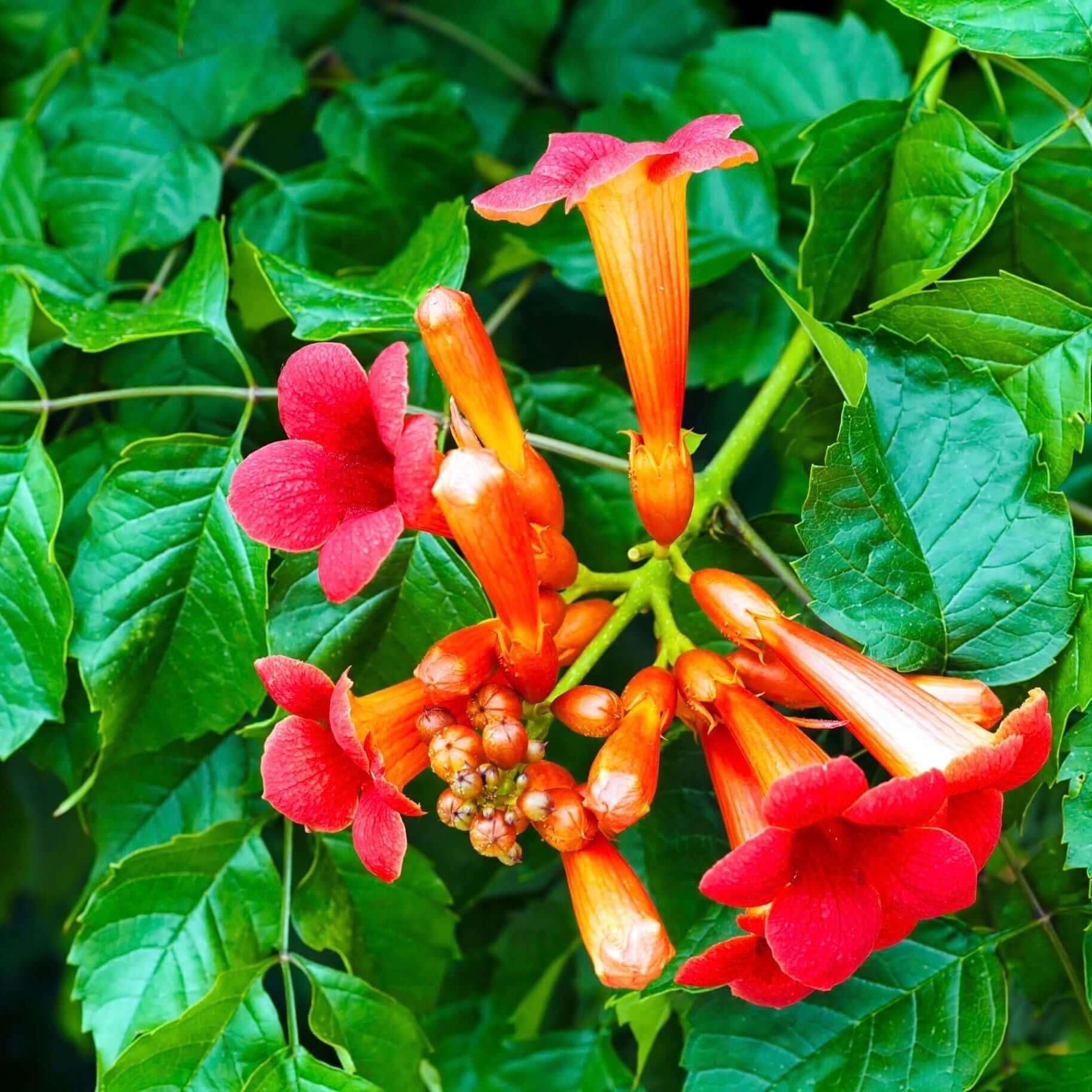 Carpet Creeping easy-care planting guide for busy gardeners