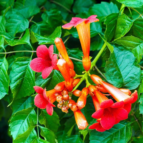 Carpet Creeping easy-care planting guide for busy gardeners