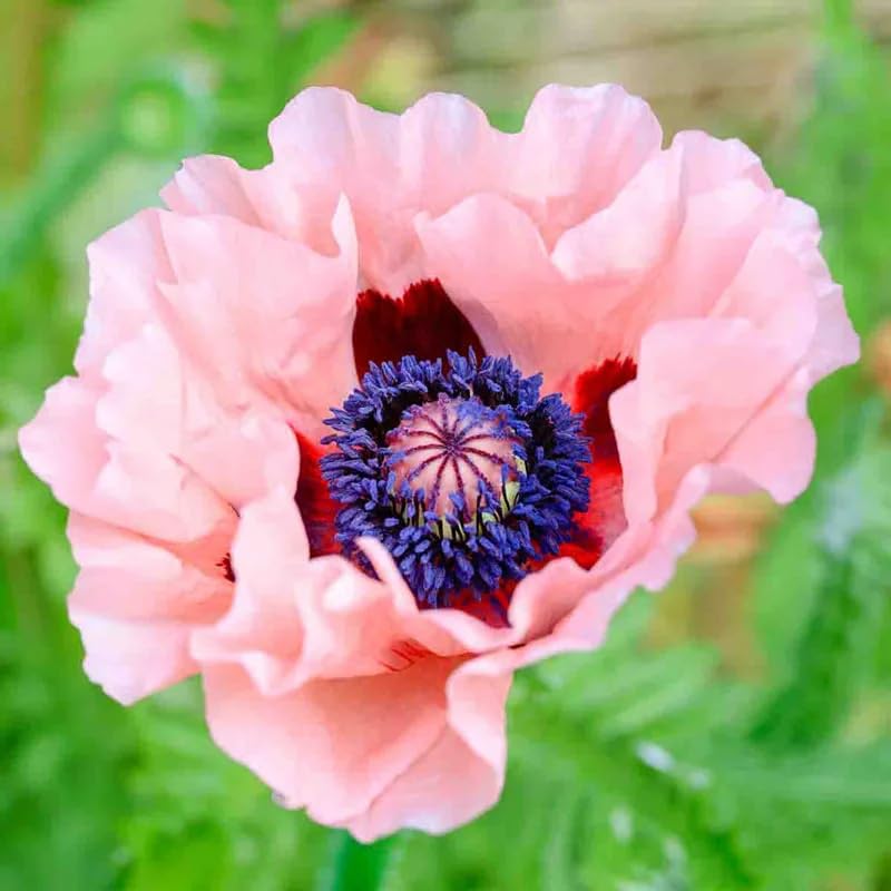 Carpet Creeping easy-to-plant poppy seeds ideal for beginner gardeners.