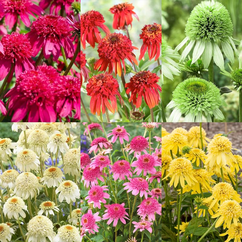 Carpet Creeping Echinacea bloom sunlight highlights colorful pollinator-friendly flowers.