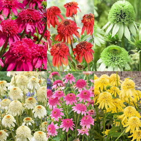 Carpet Creeping Echinacea bloom sunlight highlights colorful pollinator-friendly flowers.